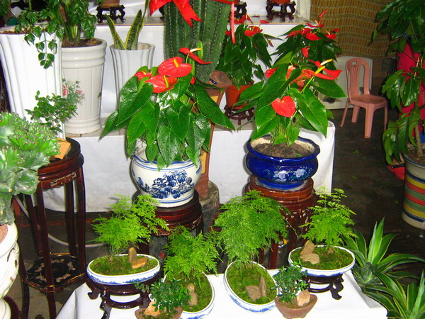 盆栽展位